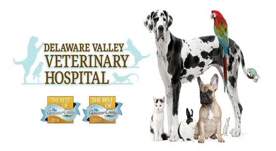 Delaware Valley Veterinary Hospital Card